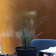 Cafeteria Entre Artes foto 16