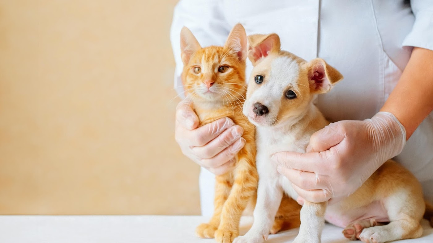 Clínica Veterinaria Kanycat foto 8