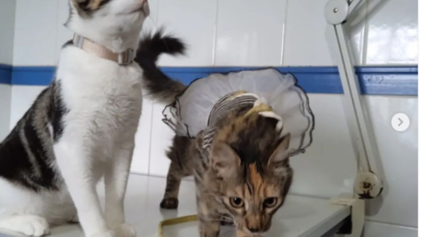 Clínica Veterinaria Kanycat foto 7